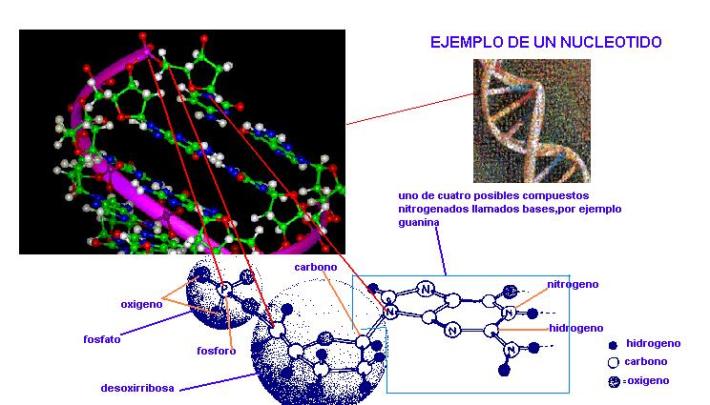La física de los Círculos de las Cosechas: Los nuevos datos: Realidades supersimétricas y La apertura de portales estelares. Nucleotido