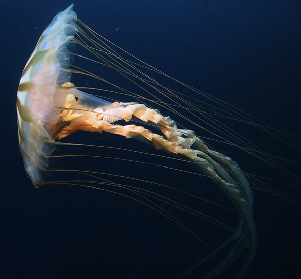 Las medusas compás que en 2013 invaden el mediterráneo proceden del Ártico y el Atlántico norte. ¿Evidencias de reversión geomagnética? Compas